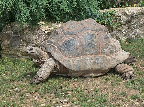 Aldabra giant tortoise